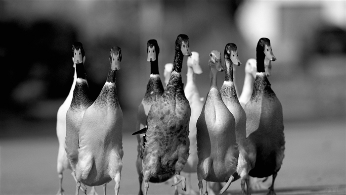 Flock of ducks on a road