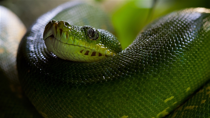 Green Python Snake Head with Scales 4K