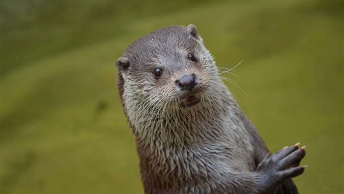 Close-up of an otter looking at the camera