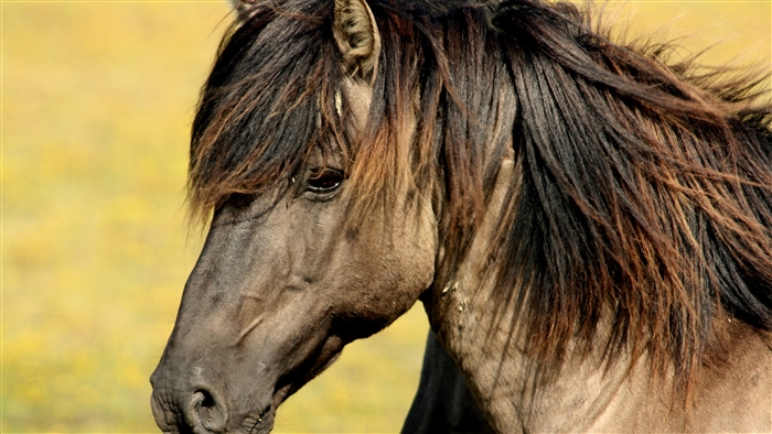Close-up of a horse's head and mane