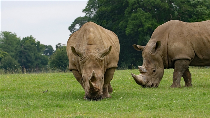 Two rhinos eating grass in a field 4K