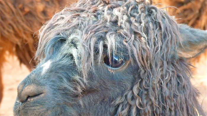 Close-up of a dark-haired alpaca with curly wool