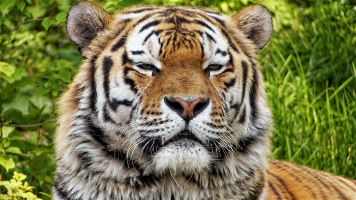 Tiger muzzle close-up in green foliage