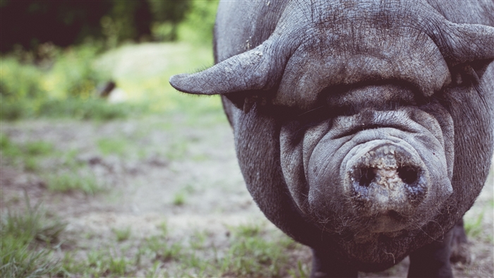 Close-up of a fat pig's face