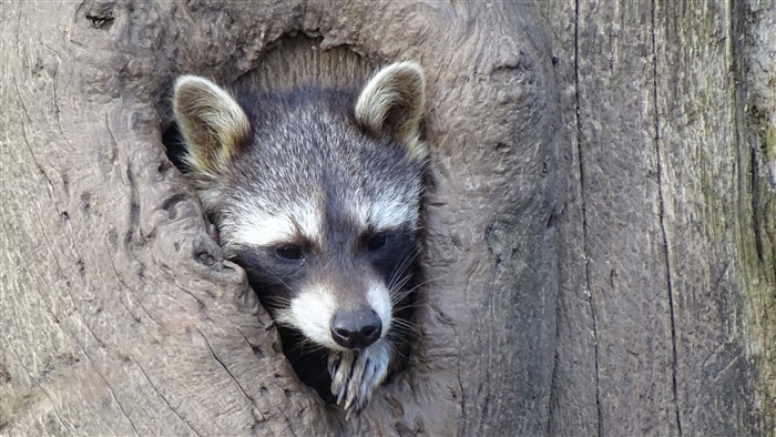 Raccoon peeking out of a hollow tree