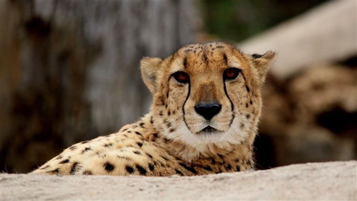 Cheetah predator muzzle 4K