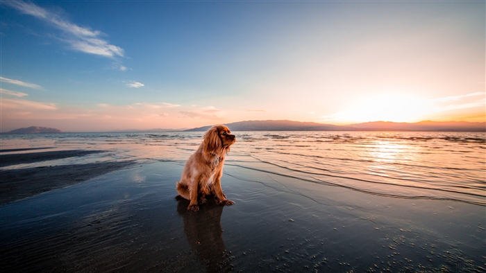 Dog Sitting by the Sea at Sunset 4K