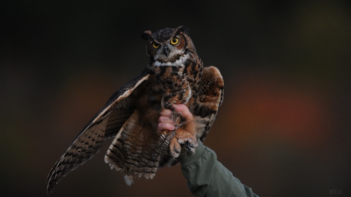 Great Horned Owl held by a person