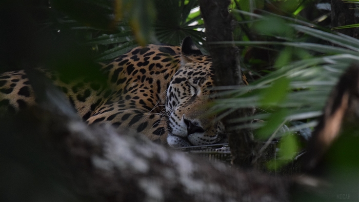 Jaguar sleeping among trees