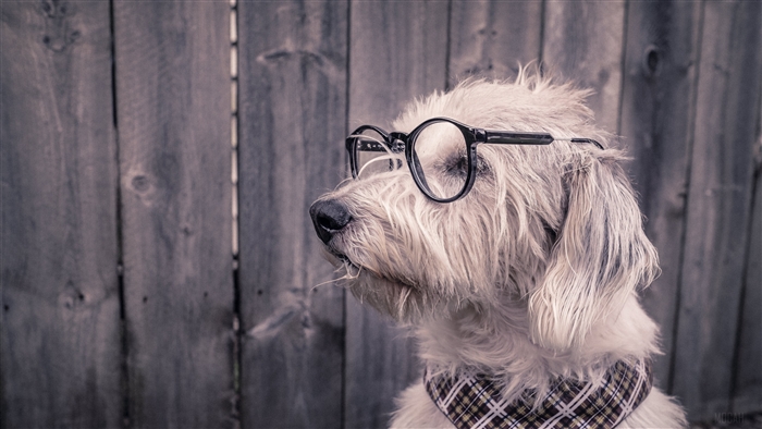 Dog wearing glasses and scarf