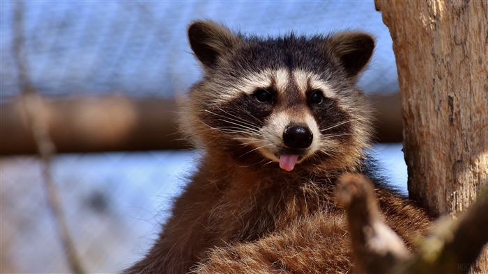 Raccoon with Tongue Out