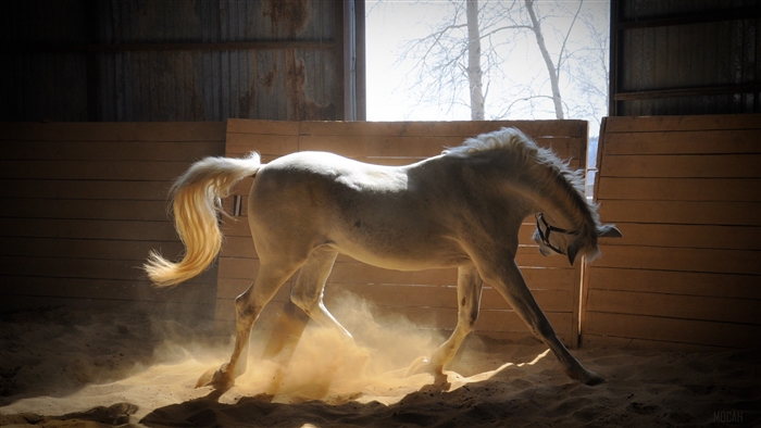 White horse kicking up dust in stables 4K