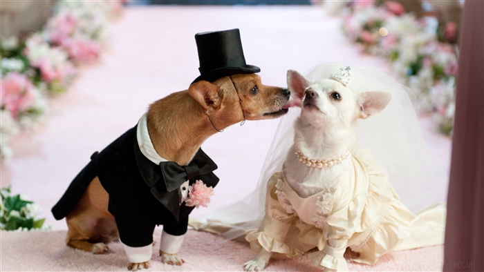 Dog Couple in Wedding Attire 4K