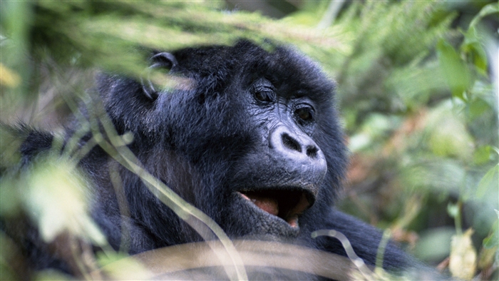 Gorilla face in foliage