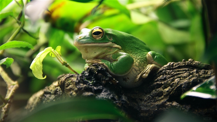 Green frog resting on a branch among leaves 4K