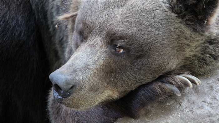 Close-up of a brown bear's face and paw with claws 4K