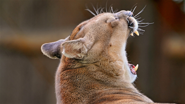Cougar yawning with sharp teeth visible
