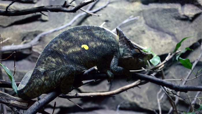 Chameleon on a branch 4K