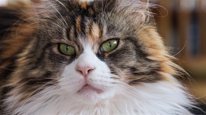 Fluffy Maine Coon Cat Close-up 4K