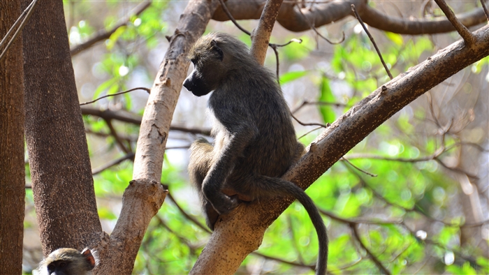 Monkey sitting on a tree branch 4K