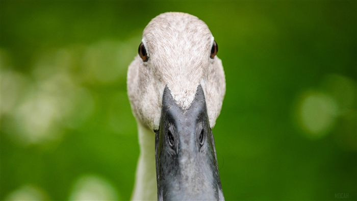 Indian Runner Duck close-up 4K