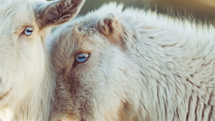 Two goats with blue eyes