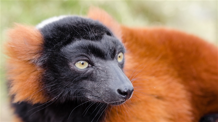 Red Ruffed Lemur close up 4K
