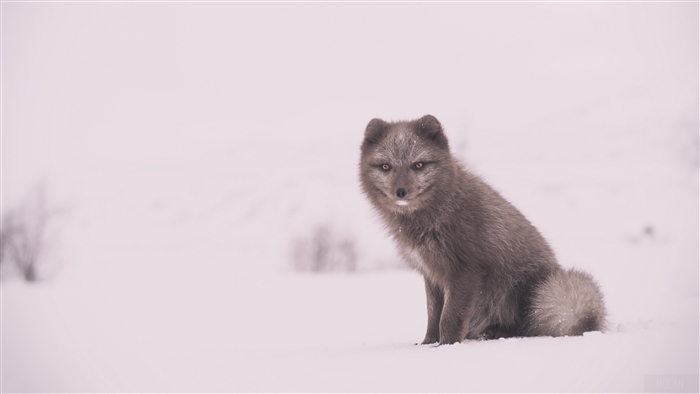Arctic fox sitting in snow 4K