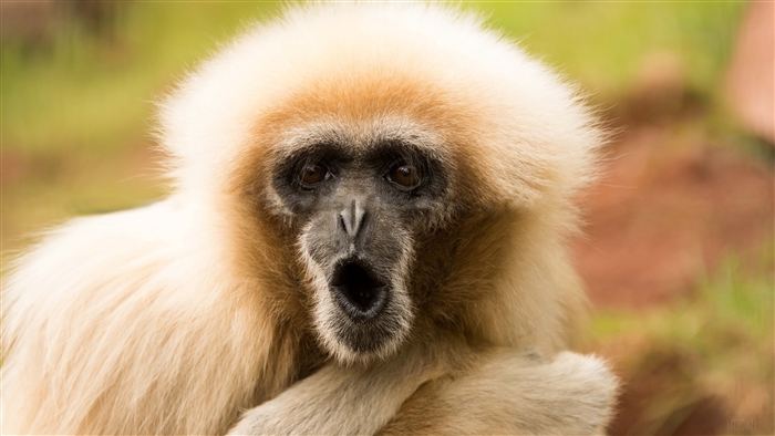 Gibbon monkey with mouth open