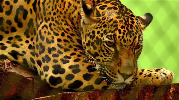 Jaguar lying on wood, green background 4K