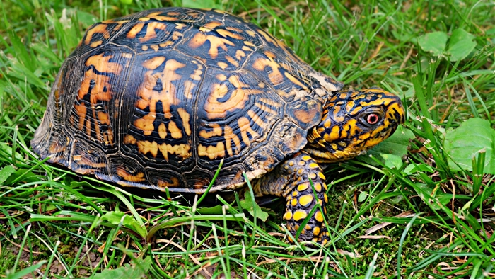 Box turtle on grass 4K