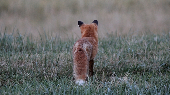 Fox in Grass 4K