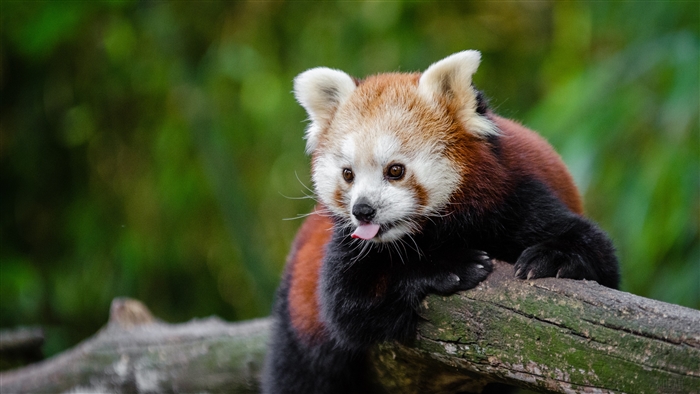 Red panda sticking its tongue out on a branch