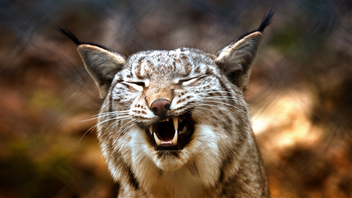 Lynx predator grinning 4K