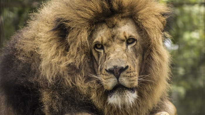 Lion with a large mane looking forward 4K