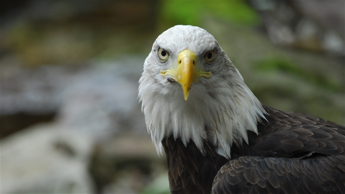 Bald eagle with yellow beak and dark feathers
