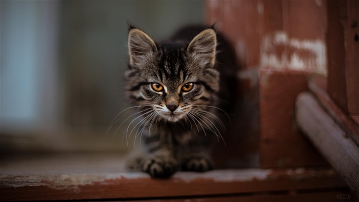 Cute Fluffy Kitty with Intense Gaze