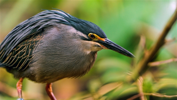 Bird sitting on a branch