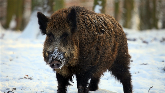 Wild boar in a snowy forest
