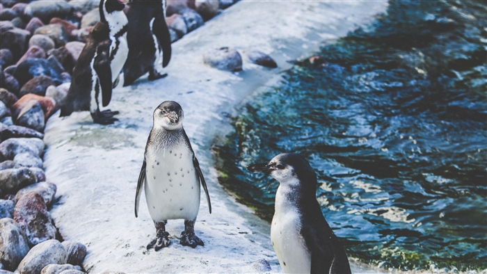 Penguins on a rocky shore near water 4K