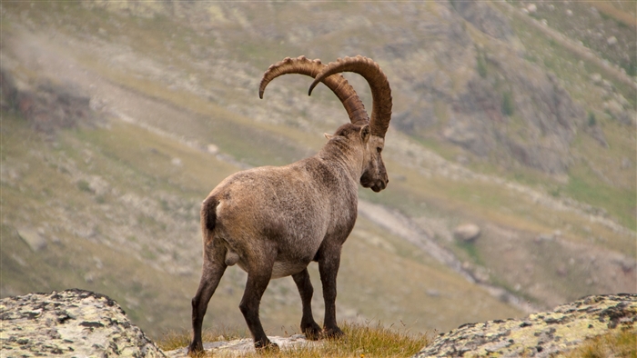 Alpine Ibex with large horns in mountains 4K