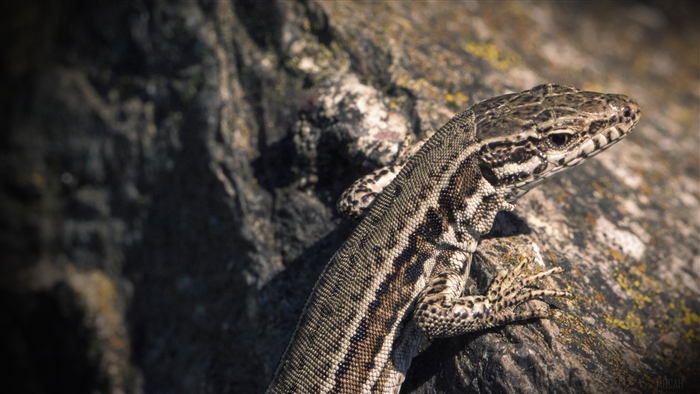 Lizard on a rock, 4K