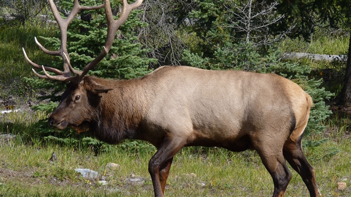 Elk with large antlers in a forest