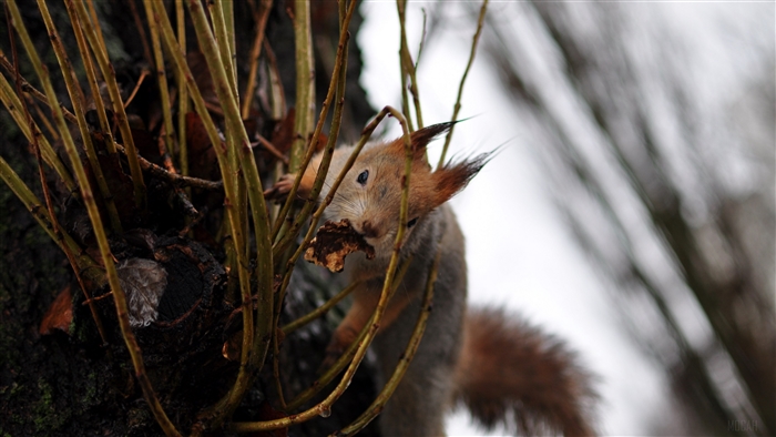 Squirrel eating on a tree branch