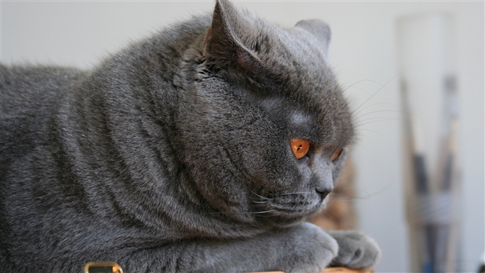 British Shorthair cat with orange eyes
