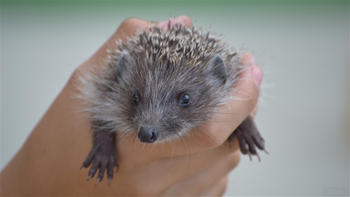 Hedgehog held in a hand, 4K