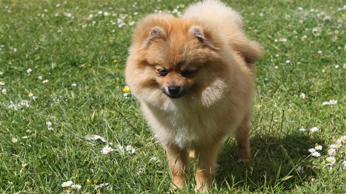 Pomeranian dog standing in grass with daisies