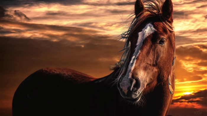 Horse with flowing mane against a sunset sky