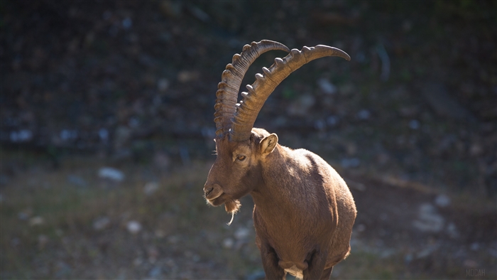 Alpine Ibex with large horns in the Alps 4K