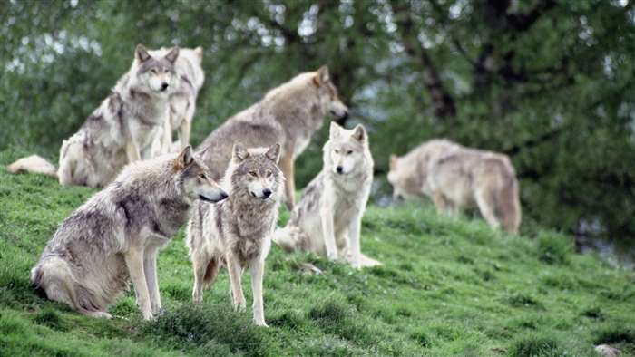 A pack of wolves on a grassy hill